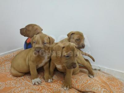 продам щенков пит буля