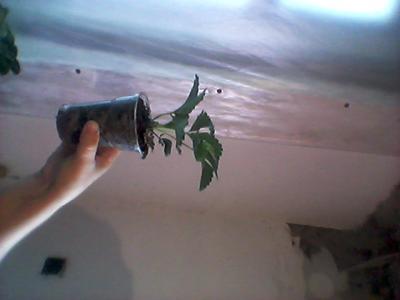 продажа рассады