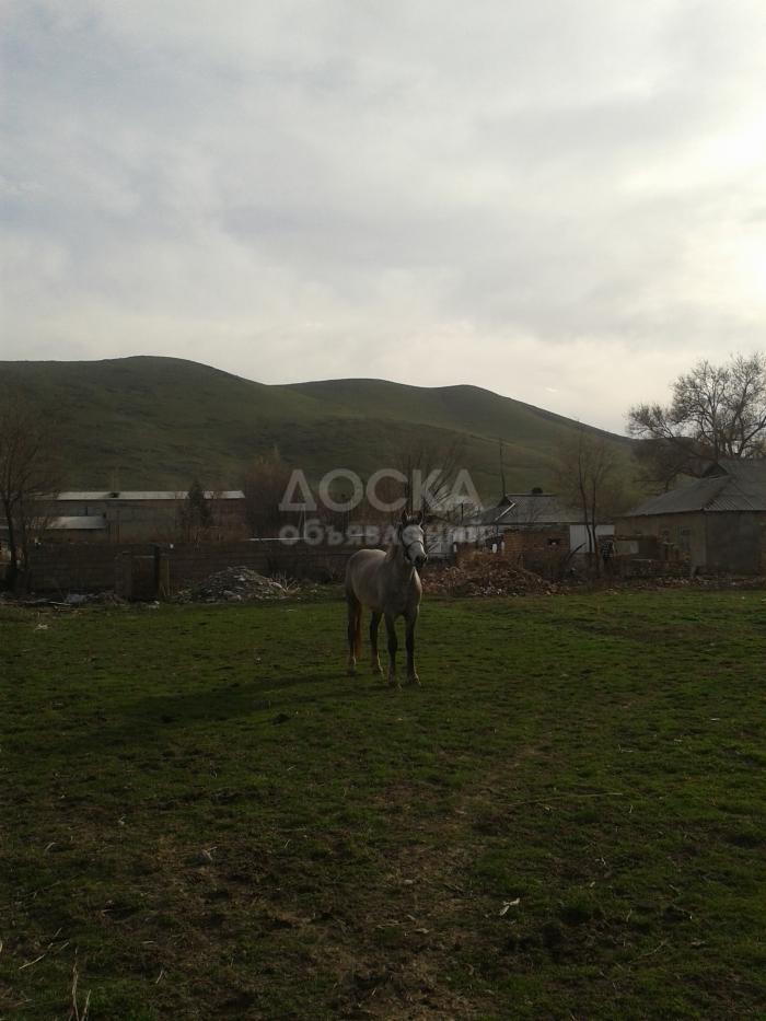 продаю жеребец ПОЛУКРОВНЫЙ 3 года для вожака табуна