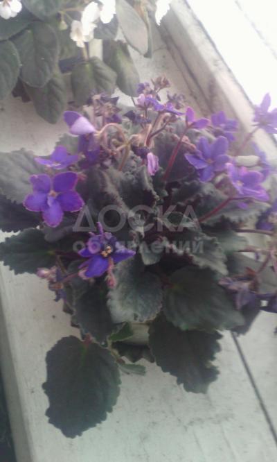Породам цветущие фиалки