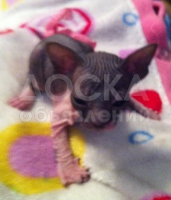 Продаю котят сфинксов девочку и мальчика