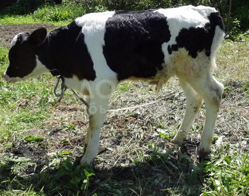 Продаю бычка