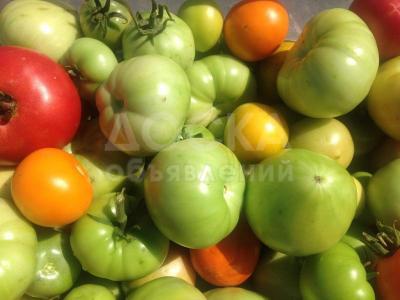Продаю зеленые, бурые, красные помидоры на засолку, маринование на зиму