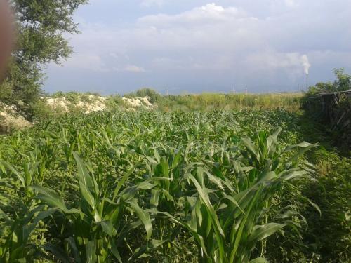 Продаю дом 4-ком., 50кв. м., этаж-1, 18-сот., стена кирпич, cело Аламудун, ул. Пушкина 13/2.