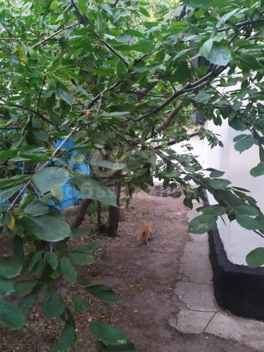 Продаю дом 3-ком. 57кв. м., этаж-1, 4-сот., стена другое, Уметалиева 179.