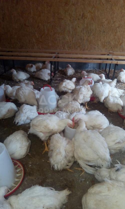 Продаю кур бройлеров