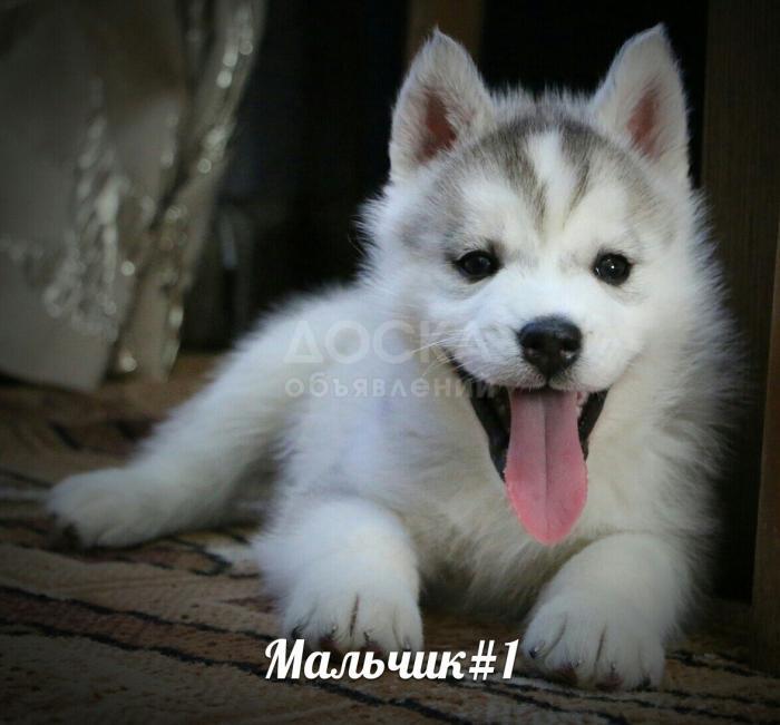 Щенки Сибирский хаски с Шоу перспективой от Интер-Чемпиона. Казахстан,Алматы