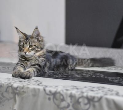 Продаю котят породы Мейн Кун.