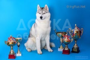 Продаются породистые щенки Сибирской Хаски, с родословной!