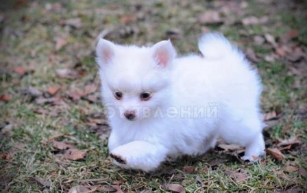 красивые Поморское щенки для принятия