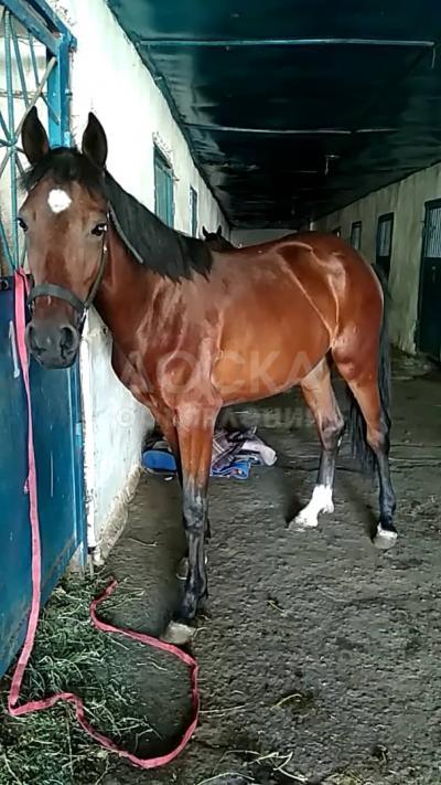 Продается кобыла-иноходец жорго.