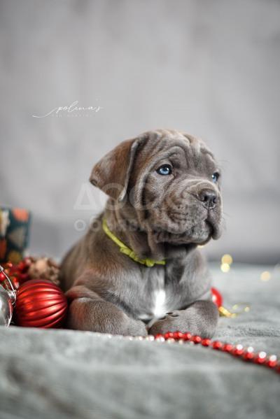 Продаются щенки Итальянского Кане Корсо