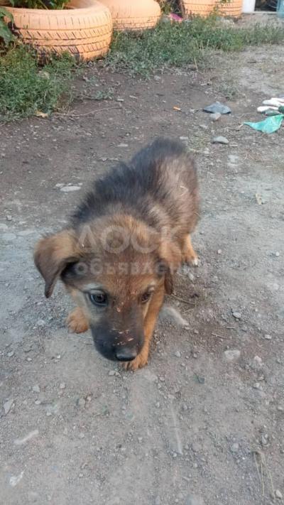 Отдам щенков в добрые руки, метисы