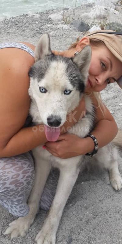 Пропала собака ХАСКИ