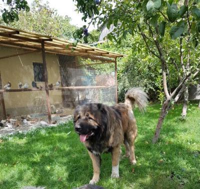 Щенки кавказской овчарки