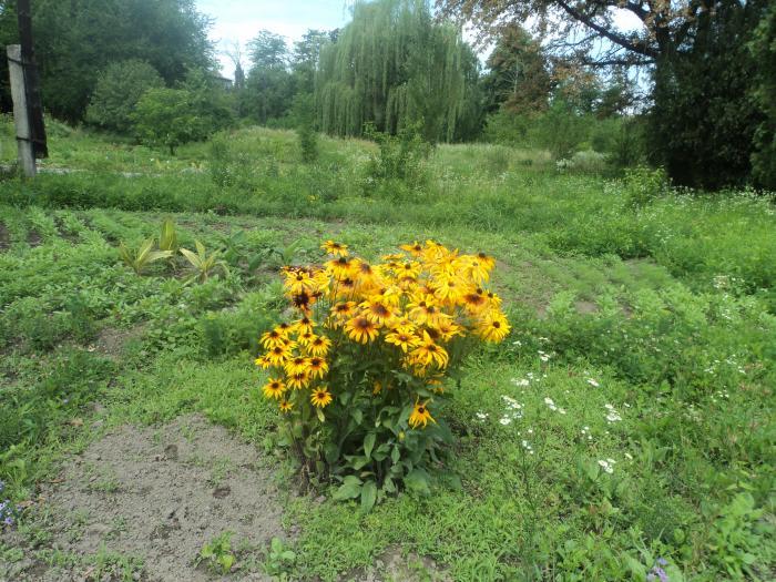 Обучение, бизнес курс "Цветоводство"