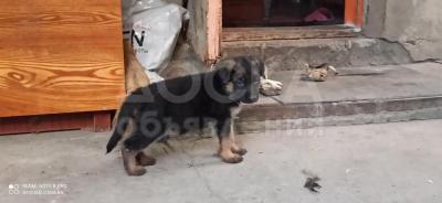 Продаю щенков немецкой овчарки