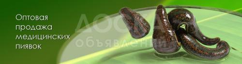 Продажа пиявок в Бишкеке, гирудотерапия.