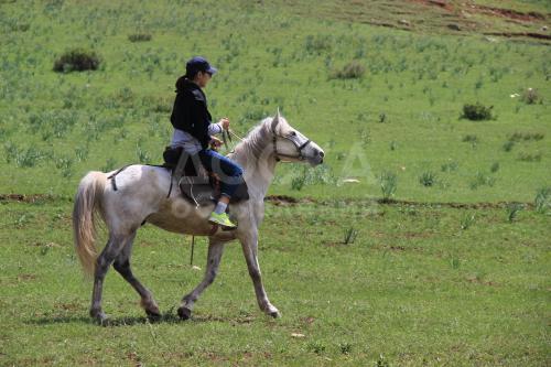Конные прогулки, катание на лошадях, рыбалка за городом, фуршеты, семинары за городом