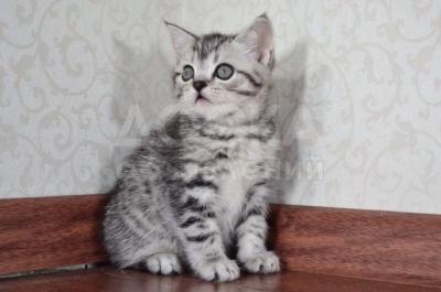 Продаю породистых котят