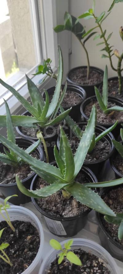 Продаю Домашнее растение-АЛОЭ ВЕРА!!! Т:0705 47 26 27