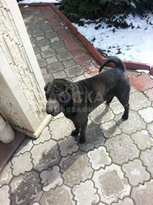 Отдам в хорошие руки шарпея, 8 лет, с родословной, с дипломом. тел. 0700077332