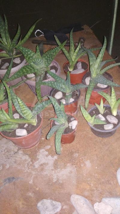 Продаю алое