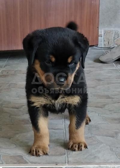 Продаю щенка ротвейлера