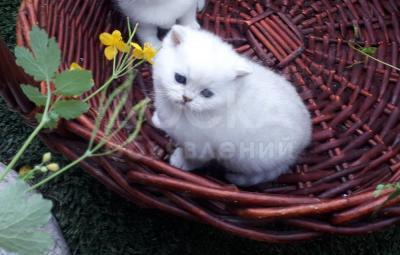 Продаю роскошного серебристого шотландского котёнка.
