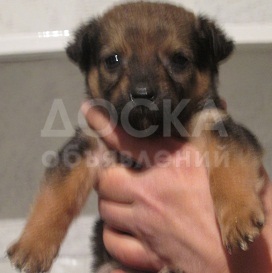 Отдам щенков в добрые руки