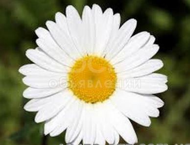 Ромашковая вода