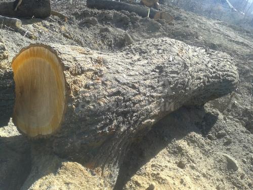 Продам брёвна урюка для комуза и кыл кыяка