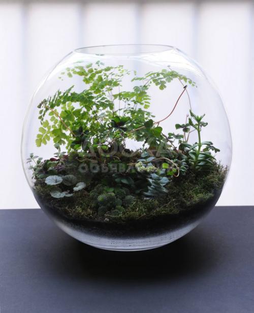 Настольный террариум
