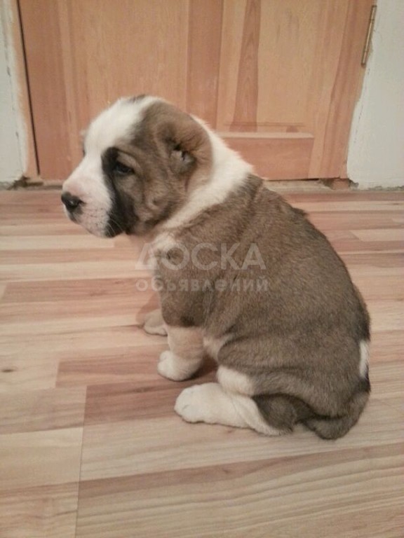 Щенки Среднеазиатской овчарки (АЛАБАЙ)