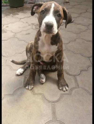 Продаю щенка питбуля (3 мес) , девочка, тигровый окрас, привита, продам в хорошие руки