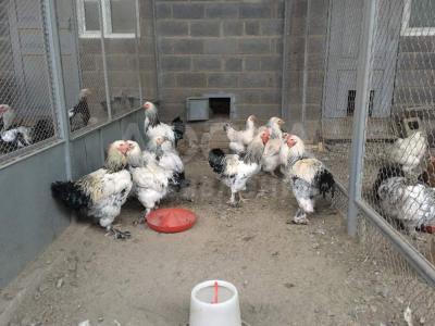 продаю кур!