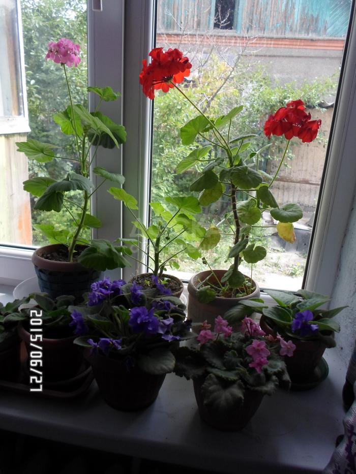 Продаю комнатные цветы