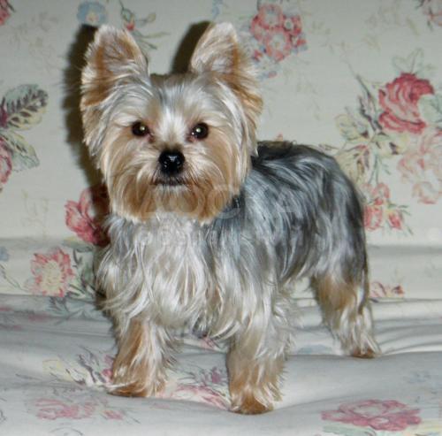 очаровательны йоркширский щенок