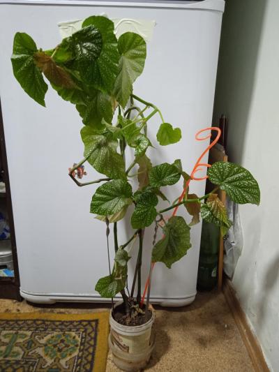 комнатные цветы бегония