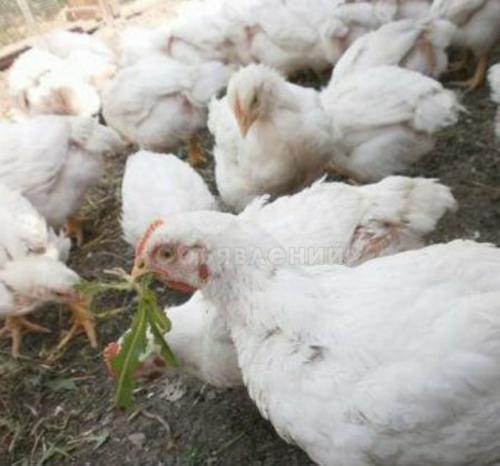 Молодняк домашних кур , бройлеров и несушек.