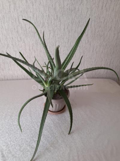 Продаю алое - вера, 4-х летнее