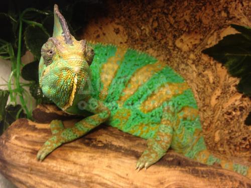 продаю хамелеонов