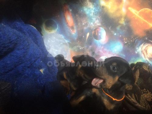 Щенки породы доберман, не дорого
