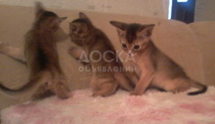 Абиссинские котята