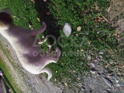 Продаю щенка