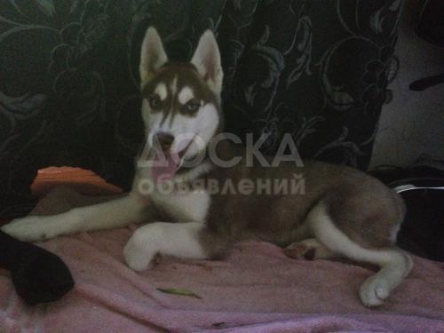 Продаю Хаски!