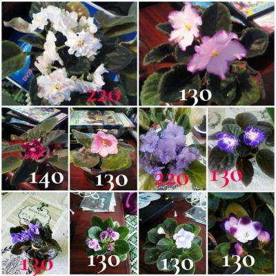 цветочки комнатные