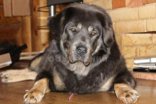 Тибетский мастиф щенки