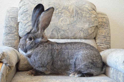 Продаются чистокровные кролики и крольчата породы (немецкий Ризен, бельгийский Фландр) европейских кровей.