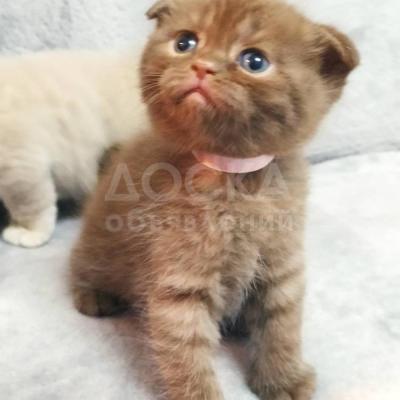 Продаются шотландские котята фолды и страйки к лодку и корму приучены вполностью готовы к продаже родились 08.05.21 цена 5000